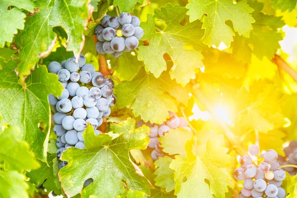 Exuberantes racimos de uvas de vino colgando de la vid —  Fotos de Stock