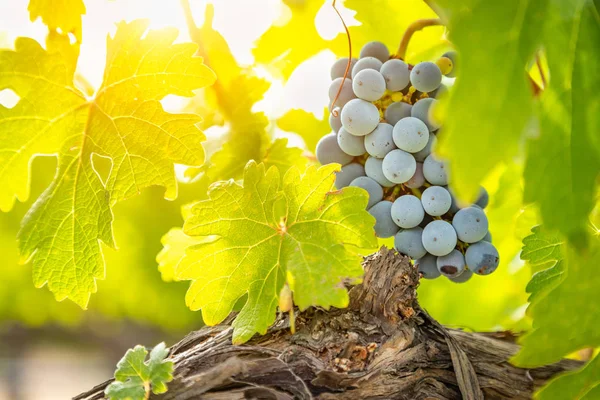 Clusters de uvas de vinho exuberantes pendurados na videira — Fotografia de Stock