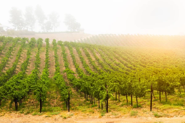 Hermoso viñedo de uva de vino en el sol de la mañana —  Fotos de Stock