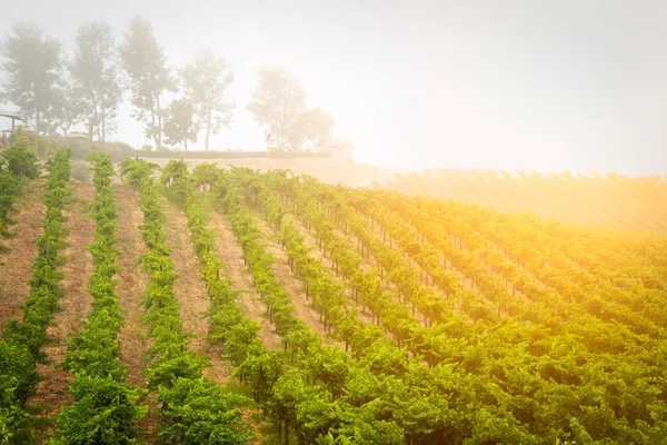 Hermoso viñedo de uva de vino en el sol de la mañana — Foto de Stock