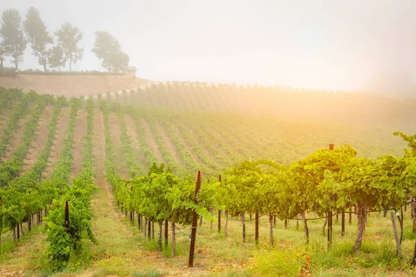 美丽的葡萄酒葡萄葡萄园在早晨太阳 — 图库照片