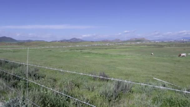 Pan Lento Valla Alambre Púas Campo Hierba Verde Con Vacas — Vídeos de Stock