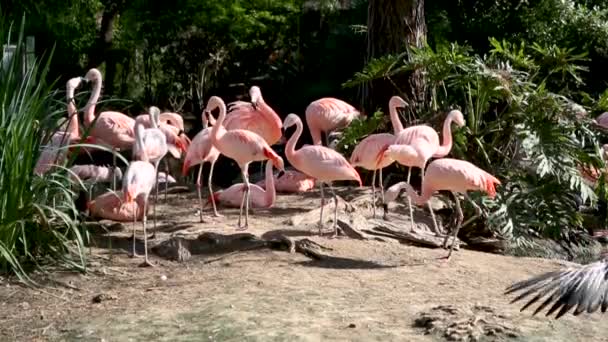 Hejno Majestic Flamingo Odpočívá Blízko Rybníka — Stock video