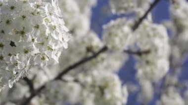 Early Spring White Cherry Tree Blossoms Blowing in the Breeze