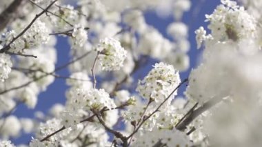 Early Spring White Cherry Tree Blossoms Blowing in the Breeze