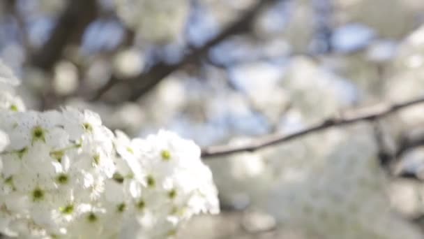 Cedo Primavera Branco Cerejeira Flores Soprando Brisa — Vídeo de Stock