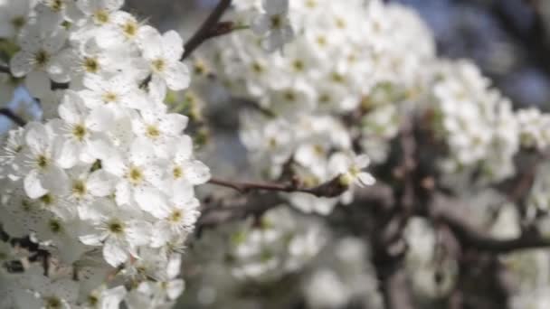 Early Spring White Cherry Tree Blossoms Blowing Breeze — Stock video