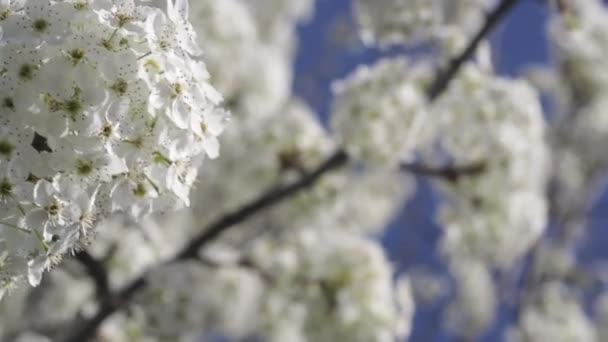 Early Spring White Cherry Tree Blossoms Blowing Breeze — Stock video