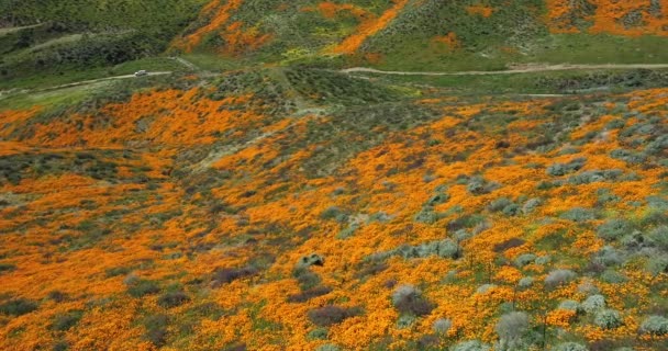 Drone Flyg Film Över Kalifornien Vallmo Super Bloom — Stockvideo