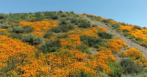 Drone Lotu Zdjęcia Ponad California Maki Super Bloom — Wideo stockowe