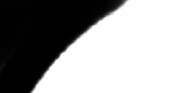 Boya Fırçası Siyah Luma Beyaz Arkaplanda Çapraz Dönüşümlü Sağlam Siyah — Stok video