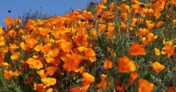 California Papaveri Super Bloom Ondulando Nella Brezza — Video Stock