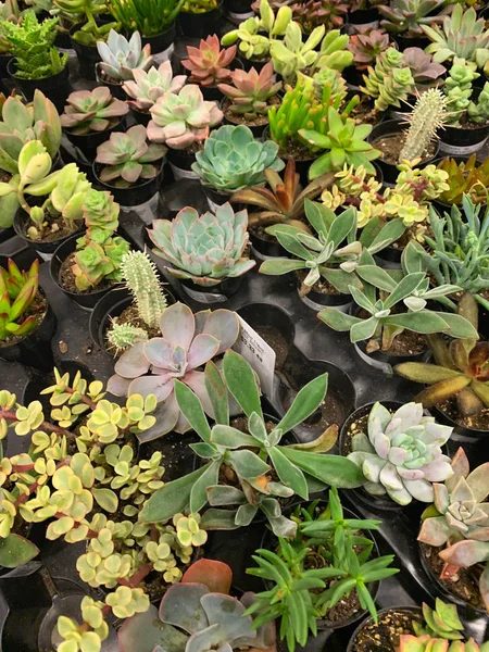 Abstract Overhead of Various Succulent Plants At Nursery — Stock Photo, Image