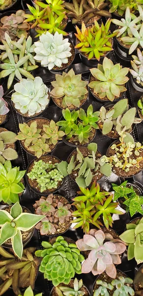 Abstract Overhead of Various Succulent Plants At Nursery — Stock Photo, Image