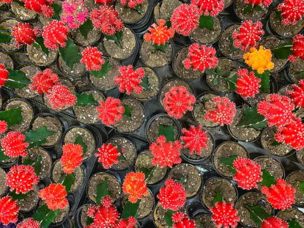 Abstract Overhead de várias plantas suculentas coloridas em Nurser — Fotografia de Stock