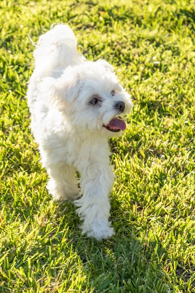 Adorable Cachorro Maltés Jugando Patio — Foto de Stock
