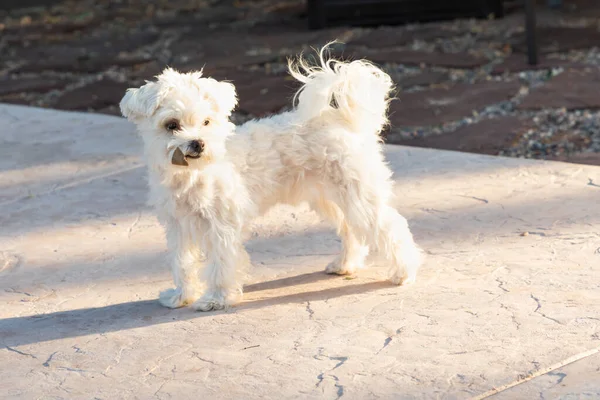 庭で遊ぶ愛らしいマルタの子犬 — ストック写真