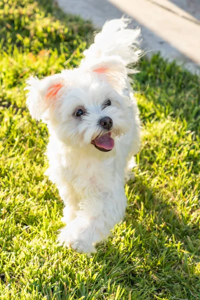 Adorável Filhote Cachorro Maltês Jogando Quintal — Fotografia de Stock