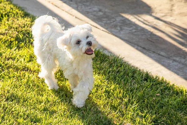 Adorabile Cucciolo Maltese Che Gioca Nel Cortile — Foto Stock