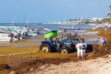 Yerel işçiler Playa del Carmen'de yosun plajını temizliyor