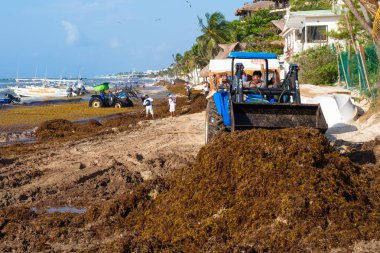 Yerel işçiler Meksika'da Playa del Carmen de yosun plaj temizliği