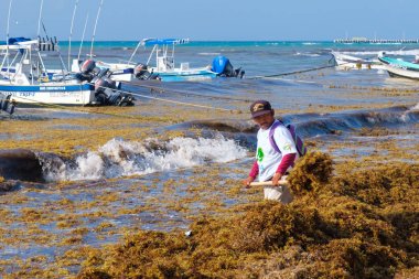 Yerel işçiler Playa del Carmen'de yosun plajını temizliyor