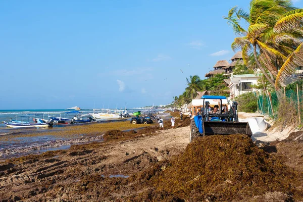 Miejscowi pracownicy sprzątanie plaży wodorostów w Playa del Carmen — Zdjęcie stockowe