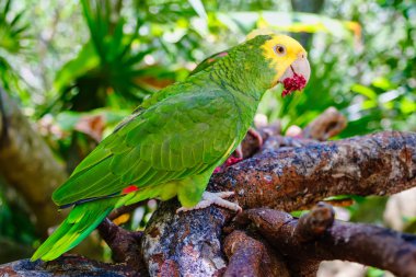 Sarı başlı papağan ağaçta tünemiş.