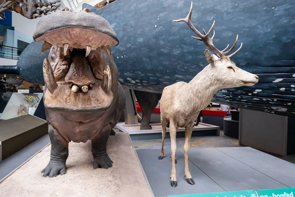 Galerie savců v muzeu přírodovědného muzea v Londýně — Stock fotografie