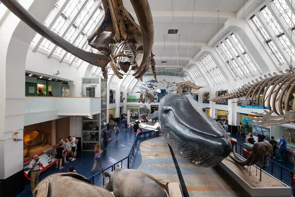 La Galerie des mammifères au Musée d'histoire naturelle de Londres — Photo