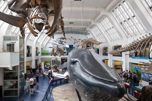 La Galerie des mammifères au Musée d'histoire naturelle de Londres — Photo