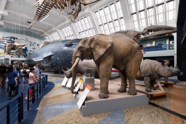 Londra'daki Doğa Tarihi Müzesi'ndeki Memeliler Galerisi