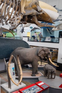 Londra'daki Doğa Tarihi Müzesi'ndeki Memeliler Galerisi