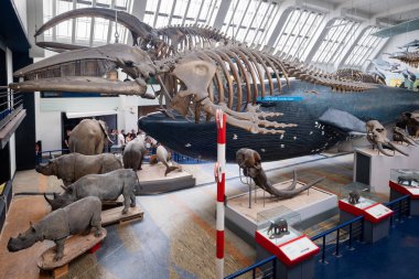 Londra'daki Doğa Tarihi Müzesi'ndeki Memeliler Galerisi