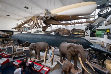 Londra'daki Doğa Tarihi Müzesi'ndeki Memeliler Galerisi