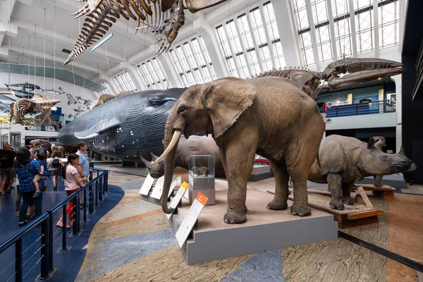 Галерея ссавців у музеї природної історії в Лондоні — стокове фото