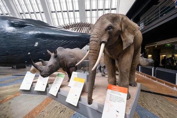 Галерея млекопитающих в Музее естественной истории в Лондоне — стоковое фото