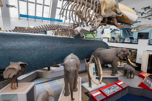 De dieren galerij in het Natuurhistorisch Museum in Londen — Stockfoto