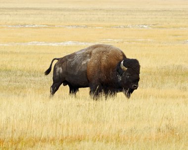 Yalnız Bison boğa Yellowstone Milli Parkı'nda 