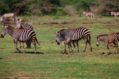 Zebralar Tanzanya 'daki Manyara Gölü Milli Parkı' nda otluyor.
