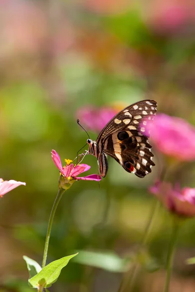 マニヤラ地方のピンクの花畑で蝶のマクロショット — ストック写真