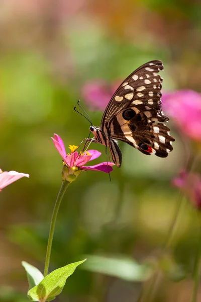 マニヤラ地方のピンクの花畑で蝶のマクロショット — ストック写真