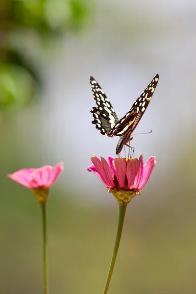 マニヤラ地方のピンクの花畑で蝶のマクロショット — ストック写真