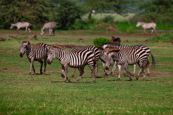 Zebras Βόσκησης Στο Εθνικό Πάρκο Της Λίμνης Manyara Τανζανία — Φωτογραφία Αρχείου