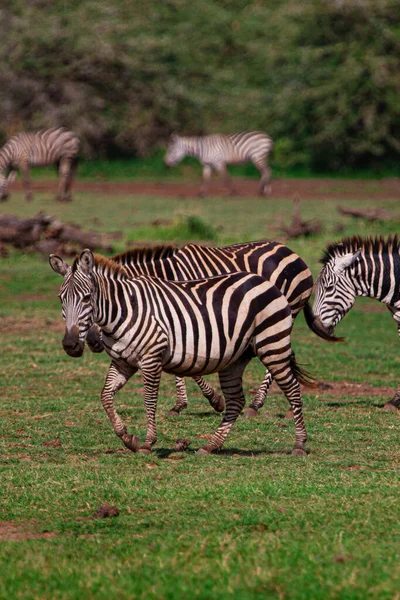 Zebras าในอ ทยานแห งชาต ทะเลสาบ Manyara แทนซาเน — ภาพถ่ายสต็อก