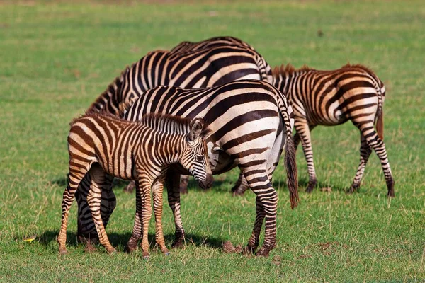 Zebras Pastando Parque Nacional Lago Manyara Tanzânia — Fotografia de Stock