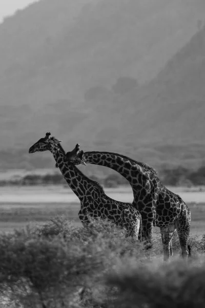 Dwie Żyrafy Parku Narodowym Jezioro Manyara Tanzania — Zdjęcie stockowe