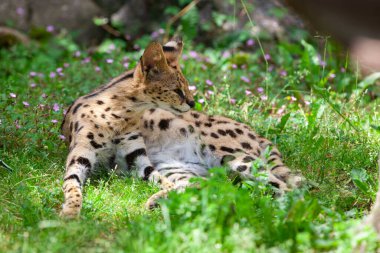 Çimenlerde dinlenen serval (Leptailurus serval)