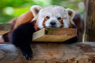 Kızıl panda