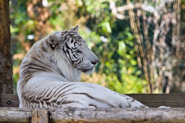 Tigre Blanc Dans Zoo — Photo